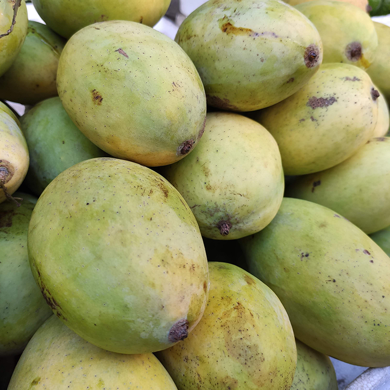 Xoài cát Hoà Lộc loại 1